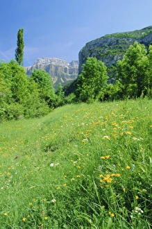 Peaceful Outdoor Environment Prints: Field of spring flowers