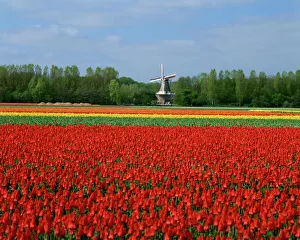 Tulip Fields Holland Prints: Field of tulips with a windmill in the background, near Amsterdam, Holland, Europe