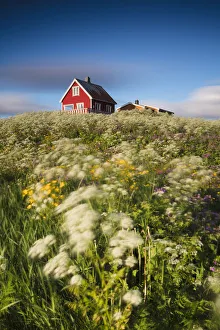 Fields of blooming flowers frame a typical wooden house of fishermen, Eggum, Unstad Fields of blooming flowers frame a typical wooden house of fishermen, Eggum, Unstad