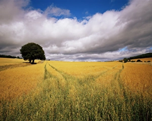 Scotland Outdoor Photography Prints: Fields of cereals