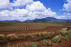 Oahu Landscape Photography Prints: Fields of pineapples owned by Delmonte
