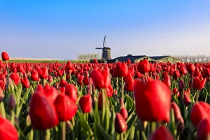North Holland Travel Destination Prints: Fields of red tulips surround the typical windmill, Berkmeer, municipality of Koggenland
