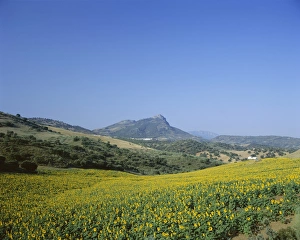 Rural Spain Scenery Prints: Fields of sunflowers