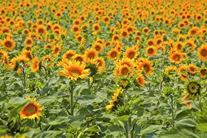 Fields of sunflowers in the Loire Valley, France, Europe Fields of sunflowers in the Loire Valley, France, Europe