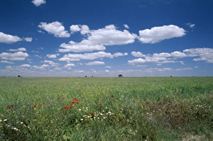 Spanish Countryside Scenes Prints: Fields of wild flowers