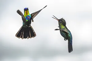 Fiery-throated Hummingbird (Panterpe insignis), San Gerardo de Dota, San Jose Province Fiery-throated Hummingbird (Panterpe insignis), San Gerardo de Dota, San Jose Province