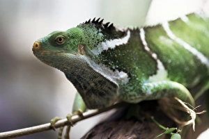 Fijian crested iguana, endemic to Fiji, Brachylophus vitiensis, one of the worlds rarest reptiles, Kulu Wildlife Park Fijian crested iguana, endemic to Fiji, Brachylophus vitiensis, one of the worlds rarest reptiles, Kulu Wildlife Park