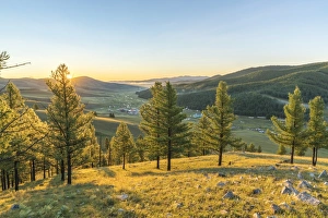 Fir trees in the morning light above Tsenkher Hot Springs, North Hangay province Fir trees in the morning light above Tsenkher Hot Springs, North Hangay province