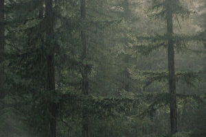 West Coast Travel Destinations Prints: Fir trees in rain