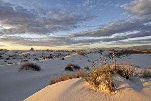 Cloudy Skies Photography Prints: First light on a cluster of yucca among the dunes