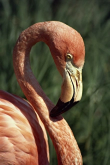 Flamingo Head Shot Prints: Flamingo