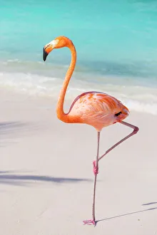 Flamingo on Flamingo beach, Renaissance Island, Oranjestad, Aruba, Lesser Antilles Flamingo on Flamingo beach, Renaissance Island, Oranjestad, Aruba, Lesser Antilles