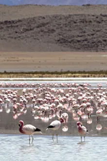 South America Birdwatching Prints: Flamingos gathered in the hundreds to feed, Eduardo Avaroa Andean Fauna National Reserve