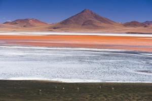 Flamingos at Red Lagoon (Laguna Colorada), a salt lake in the Altiplano of Bolivia Flamingos at Red Lagoon (Laguna Colorada), a salt lake in the Altiplano of Bolivia