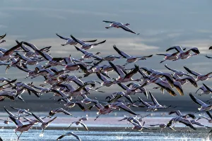 Flamingos in Flight Print, Eduardo Avaroa Reserve, Bolivia