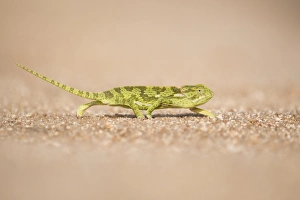Flap neck chameleon (Chamaeleo dilepis) crossing a track in Sabi Sands, Greater Kruger Flap neck chameleon (Chamaeleo dilepis) crossing a track in Sabi Sands, Greater Kruger