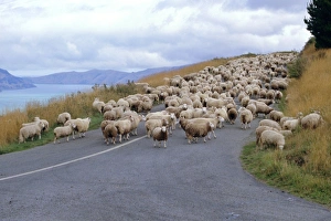 South Island Nature Walks Prints: Flock of sheep
