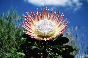 Protea Cynaroides Prints: Flower of the king protea