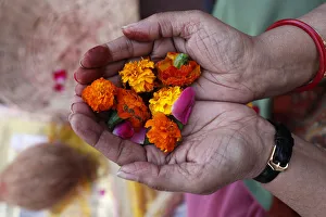 Flower offering during Hindu prayer, Mathura, Uttar Pradesh, India, Asia Flower offering during Hindu prayer, Mathura, Uttar Pradesh, India, Asia