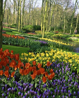 Flowering bulbs on display at the Keukenhof Gardens in Lisse, Holland, Europe Flowering bulbs on display at the Keukenhof Gardens in Lisse, Holland, Europe
