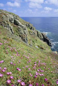 Flowers of the Hottentot Fig growing above the coast at The Lizard, Cornwall, England, UK Flowers of the Hottentot Fig growing above the coast at The Lizard, Cornwall, England, UK