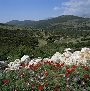 European Flower Fields Prints: Flowers and landscape