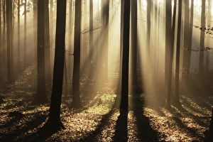 Foggy Forest Prints: Foggy forest and sunrays