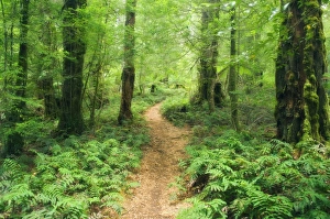 Australian Native Trees Photos Prints: Footpath through Myrtle Beech Trees in the temperate rainforest