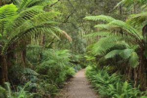 Tasmanian Rainforest Print