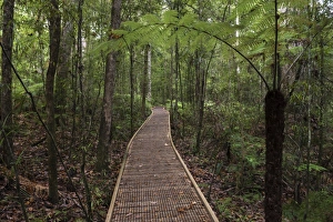 Footpath through Waipoua Kauri Forest, Northland Region, North Island, New Zealand Footpath through Waipoua Kauri Forest, Northland Region, North Island, New Zealand