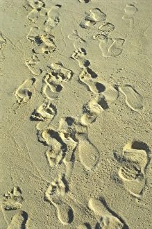 Prints of Footprints in sand on beach, Reethi Rah, Maldive Islands, Indian Ocean, Asia Maldives Prints: Beach Print: Footprints in Sand