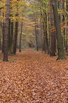 European Nature Trails Prints: Forest way