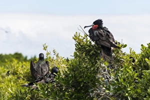 Central America Nature Images Prints: Frigate bird colony in the Codrington lagoon