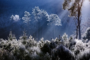 Frost covered trees in the forest in the commune of Baerenthal, in the Moselle region Frost covered trees in the forest in the commune of Baerenthal, in the Moselle region
