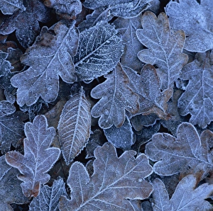 Cold Weather Plants Prints: Frost on leaves