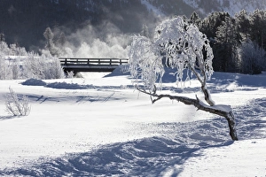 Graubunden Canton Landscapes Prints: Frost on tree branches frames the snowy landscape, Celerina, Maloja, Canton of Graubunden