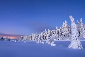 Frozen spruce trees covered with snow during winter dusk, Lapland, Finland, Europe Frozen spruce trees covered with snow during winter dusk, Lapland, Finland, Europe