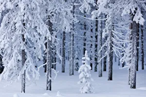 Snow Capped Trees Prints: Frozen trees in the snow capped forest, Sodankyla, Lapland, Finland, Europe