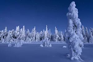 Frozen trees in the snowcapped forest under the stars at twilight, Lapland, Finland, Europe Frozen trees in the snowcapped forest under the stars at twilight, Lapland, Finland, Europe
