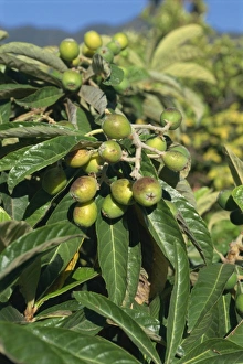Colorful Natural World Images Prints: Fruit on tree