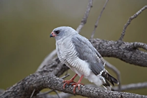 Gabar goshawk (Micronisus gabar), Kruger National Park, South Africa, Africa Gabar goshawk (Micronisus gabar), Kruger National Park, South Africa, Africa