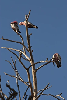 Three galahs or rose-breasted cockatoos (Eolophus roseicapilla), in a tree south of Perth Three galahs or rose-breasted cockatoos (Eolophus roseicapilla), in a tree south of Perth