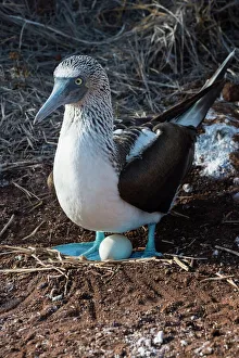 Galapagos blue-footed booby (Sula nebouxii excisa), North Seymour Island, Galapagos, UNESCO World Heritage Site Galapagos blue-footed booby (Sula nebouxii excisa), North Seymour Island, Galapagos, UNESCO World Heritage Site