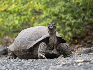 A Galapagos giant tortoise (Chelonoidis spp) in Urbina Bay, Isabela Island, Galapagos A Galapagos giant tortoise (Chelonoidis spp) in Urbina Bay, Isabela Island, Galapagos