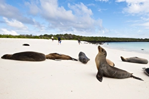 Galapagos sea lion (Zalophus wollebaeki), Gardner Bay, Isla Espanola (Hood Island) Galapagos sea lion (Zalophus wollebaeki), Gardner Bay, Isla Espanola (Hood Island)