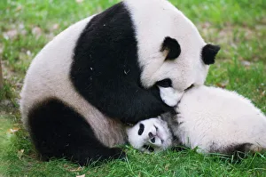 Giant panda playing at Chengdu Panda Reserve, Sichuan Province, China, Asia Giant panda playing at Chengdu Panda Reserve, Sichuan Province, China, Asia