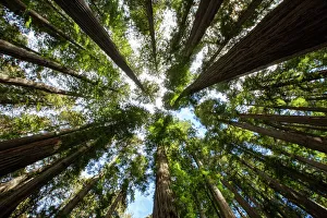 Among giant redwoods on the Boy Scout Tree Trail in Jedediah Smith Redwoods State Park Among giant redwoods on the Boy Scout Tree Trail in Jedediah Smith Redwoods State Park