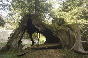 East Asia Travel Destination Prints: Giant tree trunk in cedar forest