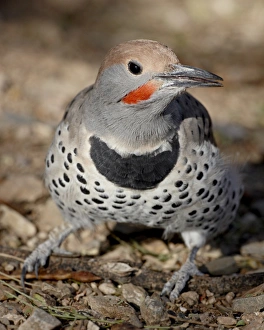 Arizona Sonora Desert Museum Prints: Gilded Flicker (Colaptes chrysoides) in captivity, Arizona Sonora Desert Museum