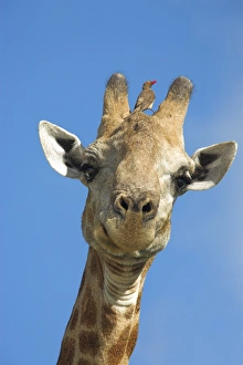 Prints of Giraffe, Giraffa camelopardalis, with redbilled oxpecker, Buphagus erythrorhynchus, in Kruger national park, Mpumalanga, South Africa Images Dated 2006 February: Giraffe Print in Kruger National Park, South Africa